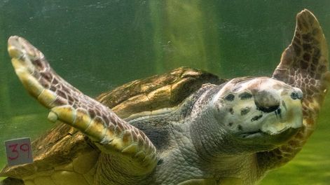 Tortugo Jorge: su vida de libertad en el mar, por qué a veces se pierde su señal y el miedo por una tormenta