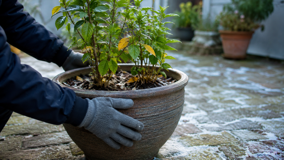 los jardineros coinciden: este error al mover una maceta durante el invierno puede frenar el crecimiento de la planta durante meses