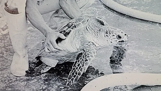 La familia que rescató al tortugo Jorge hace 41 años: Vivió 20 días en una bañera con agua salada. | Foto: Gentileza