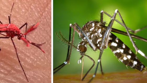 Los mosquitos rojos o “flúor”, como han trascendido en este momento de fama, son los insectos machos estériles con los que Mendoza apunta a darle batalla al dengue.