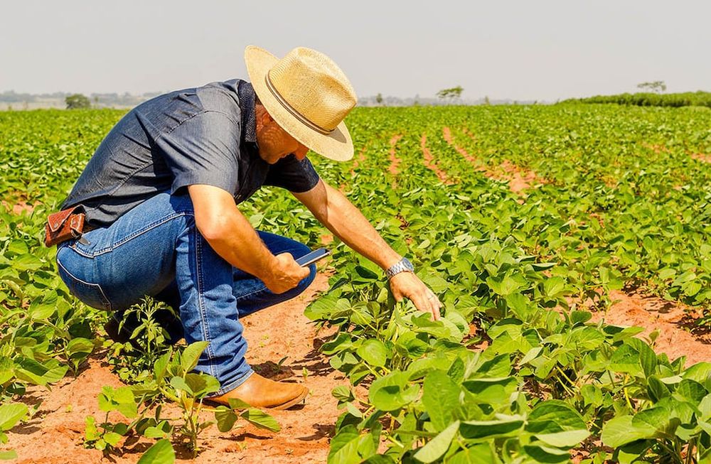 Agronomist inspects with a smartphone the soybean crop in the agricultural field - Agro concept - farmer in soybean plantation on the farm.