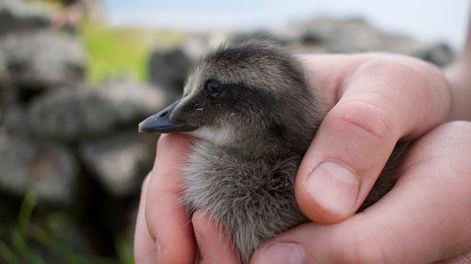 Los Andes | Las plumas del eider son las más caras del mundo