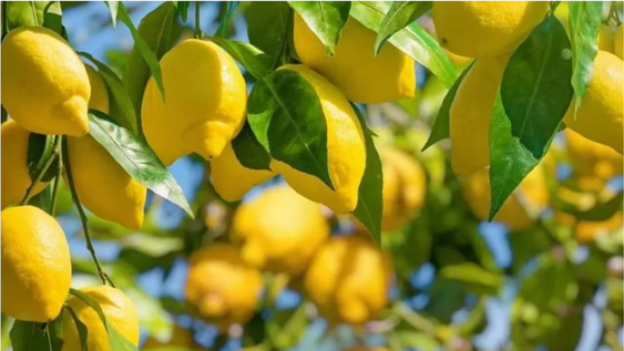 Jardín y jardinería cuidan plantas cítricas con riego correcto y consciente.