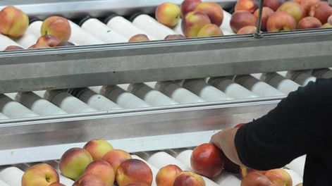 Los Andes | Esta Ley presenta dificultades desde su concepción al no respetar los tiempos de producción señalaron los productores / Foto Archivo / Los Andes