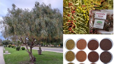 Los Andes | Contribuciones de la Ciencia al desarrollo sostenible. Árbol de aguaribay, frutos en distinto estado de madurez, una presentación comercial y fracciones de molienda. Fotos: Lic. Giuliana Seling