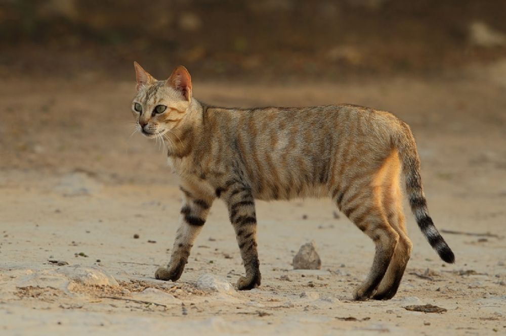 Gato salvaje africano (Felis silvestris lybica)