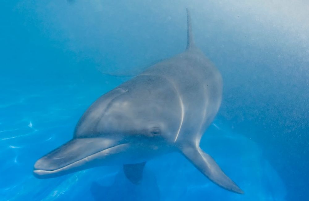 Un virus provoca la muerte de casi 200 delfines en Brasil