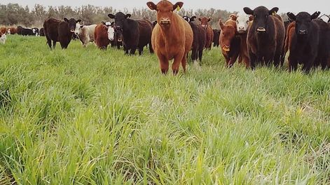 Solo en la producción de bovinos, Mendoza cuenta con 401.100 animales. Esta cifra representa 28% del total de cabezas. El resto se divide entre producción caprina, de ovinos, equinos y porcinos