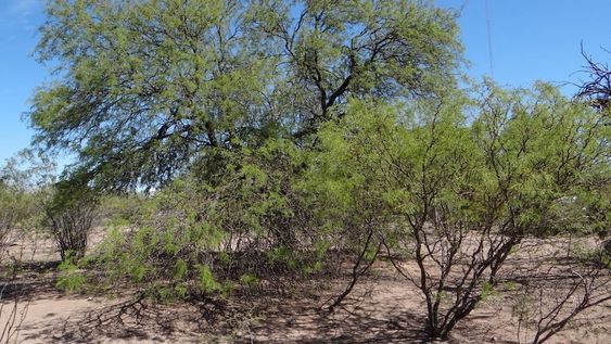 Los bosques nativos de algarrobo llegan a las aulas