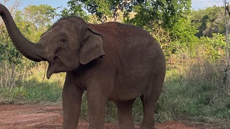 Los Andes | Fotos y videos: con mucho calor, pese a ser invierno, la elefanta Guillermina se volvió “noctámbula” en Brasil. Foto: Santuario Global de Elefantes