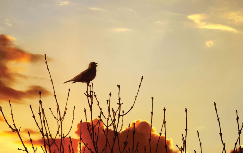 Cada sonido matutino de los pájaros está avisando algo, como señal de supervivencia, territorio y vida en movimiento.
