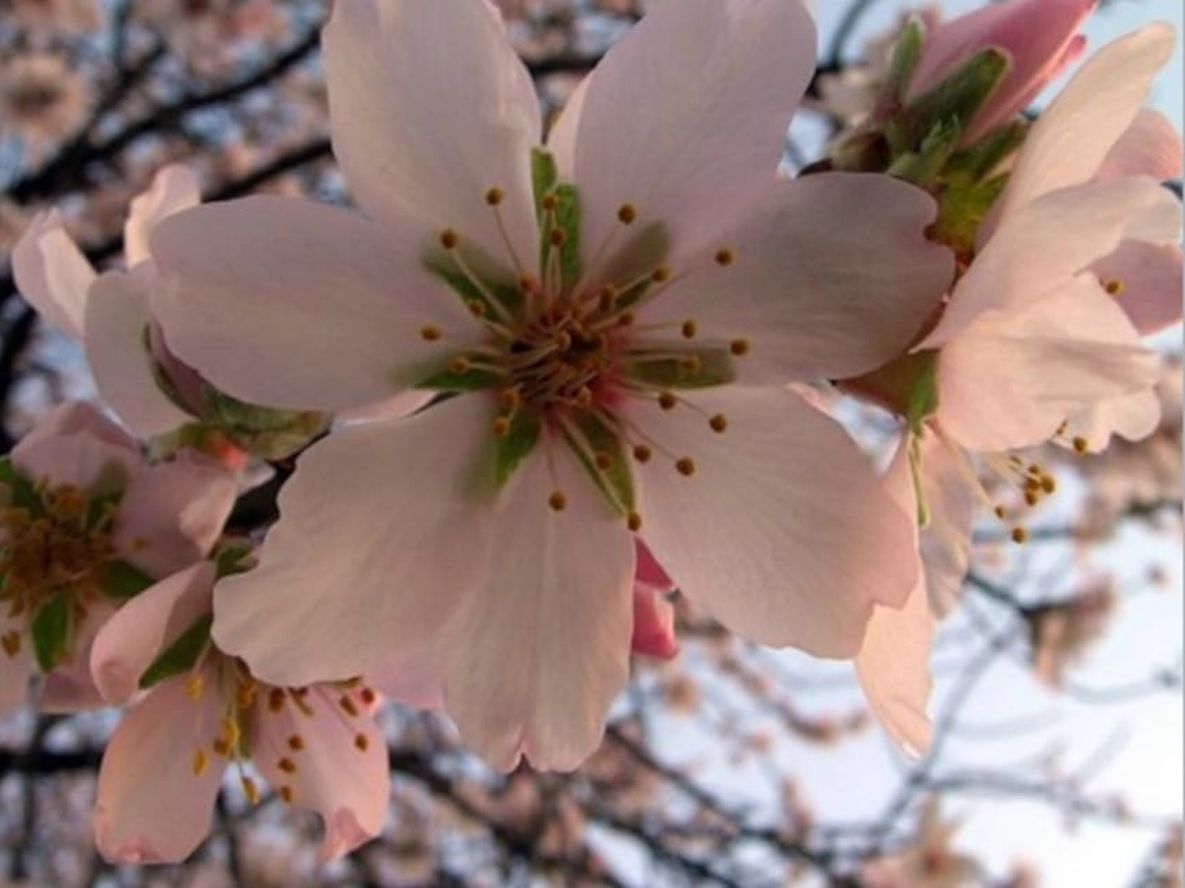 Poda de cerezos, la clave para una buena producción