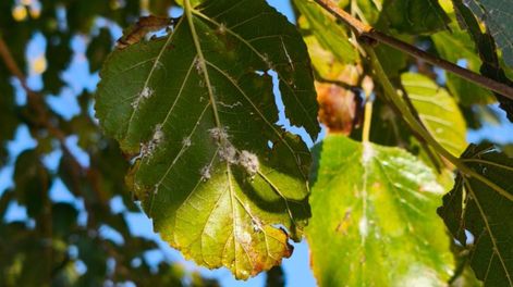 Comienza la pulverización de moreras.