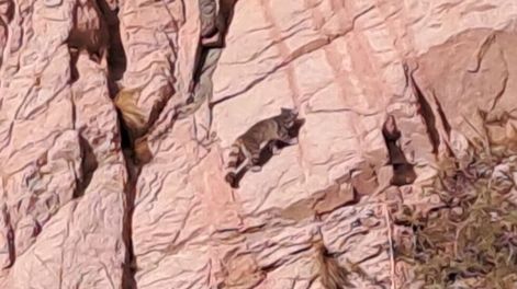 Los Andes | Nuevas apariciones del Fantasma de los Andes: impactantes fotos y video de un ejemplar en peligro de extinción. Foto: Gentileza Cristian Cicconofri.