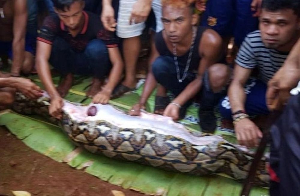 Una pitón se tragó entera a una mujer en Indonesia