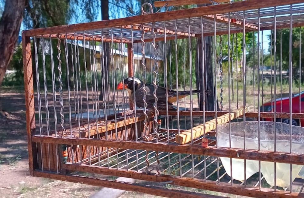 Lograron rescatar fauna silvestre que estaba enjaulada y era maltratada. Prensa Gobierno