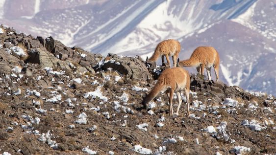 Aunque los dos inviernos previos fueron relativamente buenos en nieve, ahora la situación volvió a ser difícil. | Foto: archivo