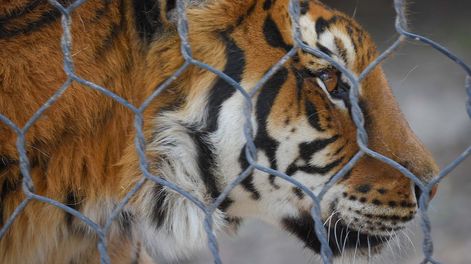 Los Andes | Historias del Zoo de Mendoza: Violeta, la tigresa que vivía encadenada y era exhibida al público en Rivadavia. Foto: Claudio Gutiérrez / Los Andes.