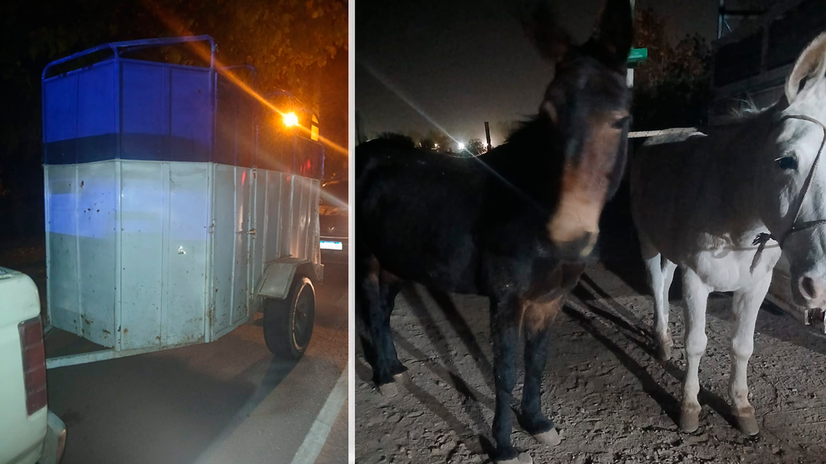 La Policía Rural secuestró animales y un tráiler durante un operativo en Ruta 60