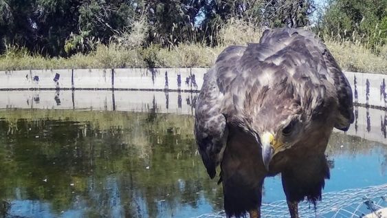 Emotivas fotos: bajó la muerte de aves y otros animales en el campo y gracias a esta simple y útil herramienta. Foto: Gentileza Departamento de Fauna Silvestre Mendoza