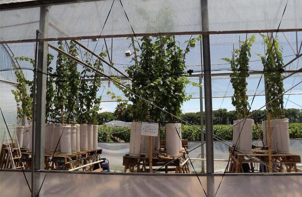 El portainjerto o pie es la sección basal que incluye las raíces en una planta injertada (la parte aérea es la variedad seleccionada por el viticultor).