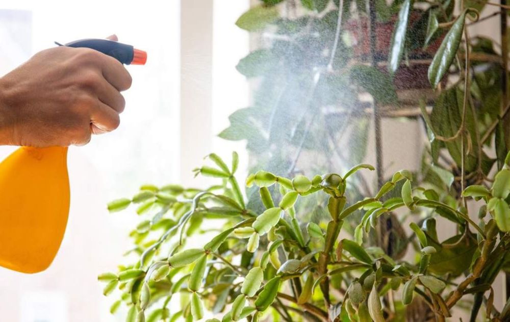 El bicarbonato mezclado con agua es un aliado natural para que las plantas logren tener una vida natural saludable y protegida en cualquier época del año.