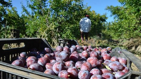 Producción frutícola