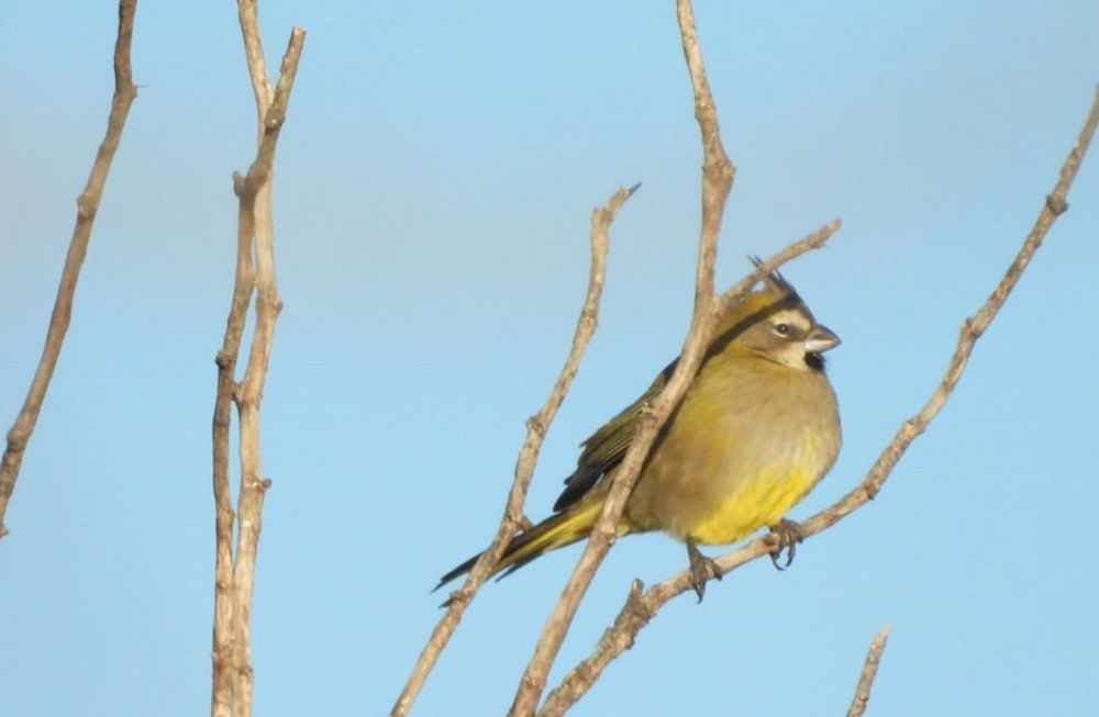 Mendoza aportó tres parejas reproductoras, claves para salvar a una especie en peligro de extinción. Foto: Gentileza Instagram @mmariagustina__