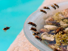 Así podés construir un bebedero para abejas en tu patio. Así podés construir un bebedero para abejas en tu patio.