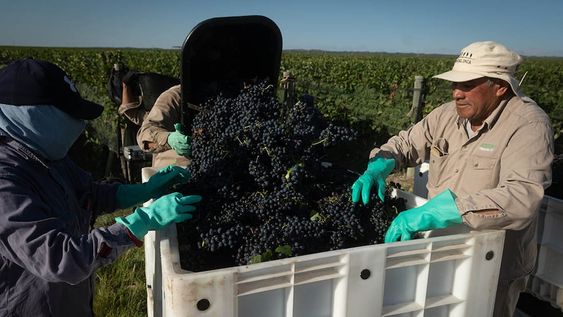 En la última semana muchos vinos argentinos fueron premiados tanto por Decanter como reconocidos con por el crítico de la industria Tim Atkin. / Foto: Ignacio Blanco / Los Andes