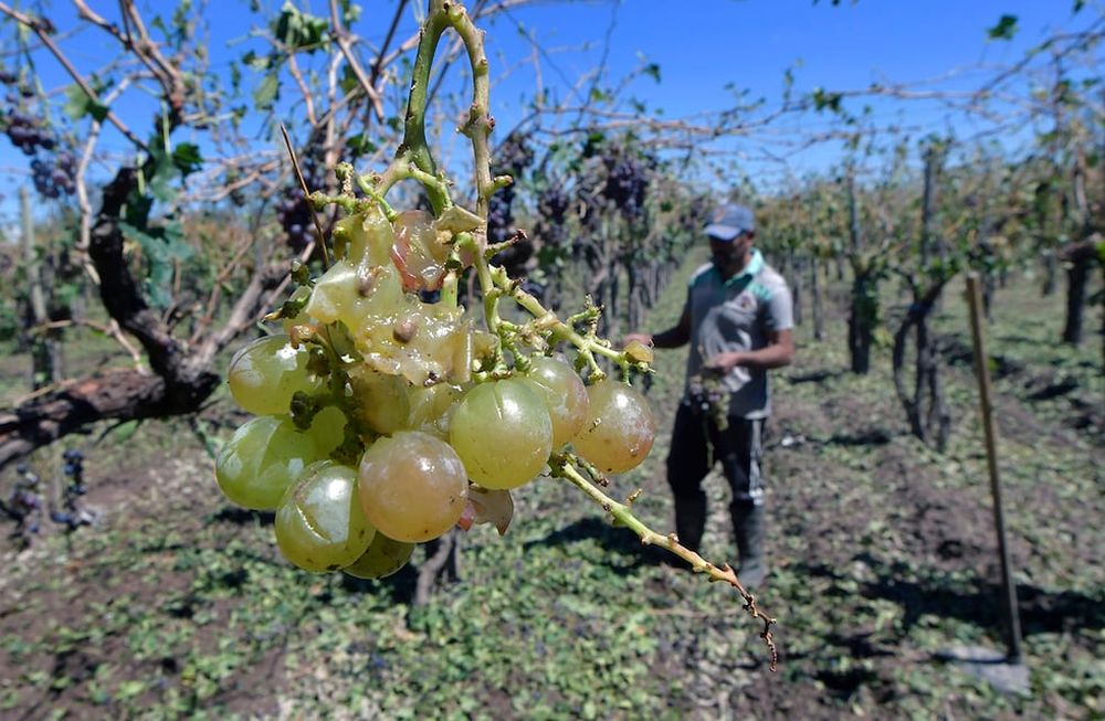 El contratista de Buen Orden, departamento San Martín, Javier Méndez (43) perdió la producción de este año. Foto: Orlando Pelichotti / Los Andes Foto: Orlando Pelichotti / Los Andes