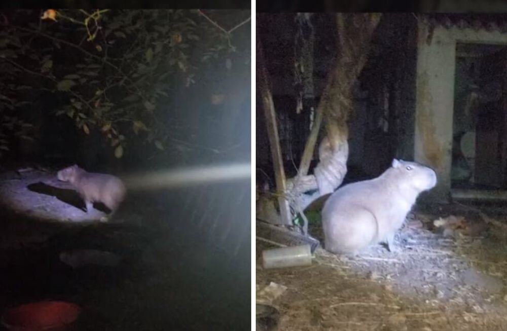 Un carpincho fue rescatado del interior de una vivienda en Buenos Aires.