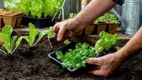 Cómo armar los plantines para tu huerta en casa