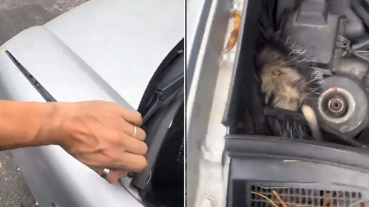 Escuchó un ruido raro en el motor del auto, levantó el capot y no pudo creer lo que vio: 