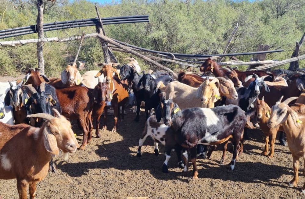 En el año 2018, los jóvenes de la escuela Galileo Vitali, comenzaron con prácticas que incluían el mejoramiento genético. Hoy suman tecnología GPS y con QR para garantizar el seguimiento del ganado y su trazabilidad.