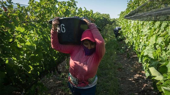 Isabel Vedia carga un tacho repleto de uvas Syrah. Admite que nunca pudo ver la Fiesta Nacional en Frank Romero Day. Foto: Ignacio Blanco / Los Andes