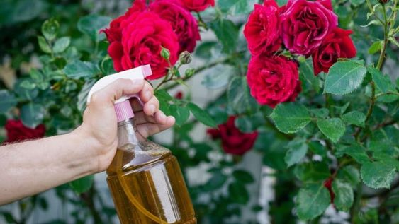 &nbsp;Este cuidado constante ayuda a que el rosal se mantenga sano durante toda la temporada en el jardín.