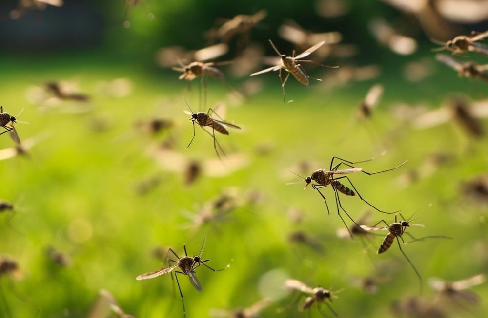 Dengue: los antecedentes de un brote histórico en la región y en el país, las llevaron a suponer que probablemente este verano habría más casos que el verano pasado.