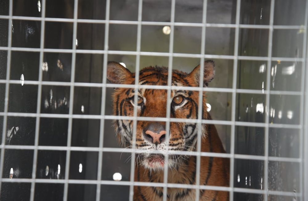 Lucy, la ejemplar de tigre de Bengala del ex Zoo de Mendoza, está más cerca de concretar su viaje a The WildCat Sanctuary, en Minnesota, Estados Unidos. Foto: Gobierno de Mendoza