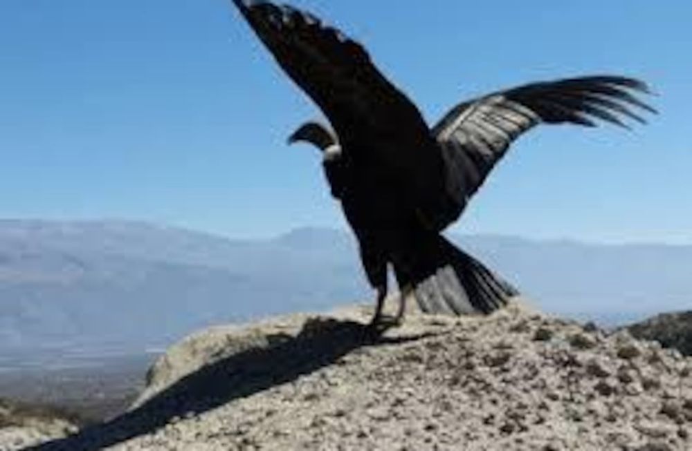 condor mesh white pierre