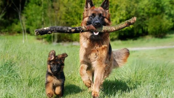 Día Mundial del Perro: por qué se celebra cada 21 de julio y cuál es su verdadero significado.