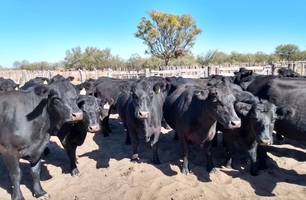 El ganado vacuno enfrenta problemas de estrés por los altos calores. Imagen: gentileza INTA.