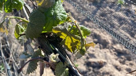 Las heladas tardías de esta mañana afectaron a viñedos y ciertos frutales del Valle de Uco, el Sur y Luján