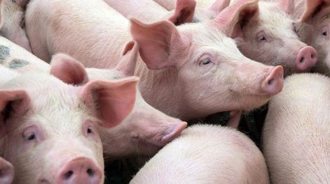 El “DNI smart” de los cerdos: reconocimiento facial  - Por Jorge Castro