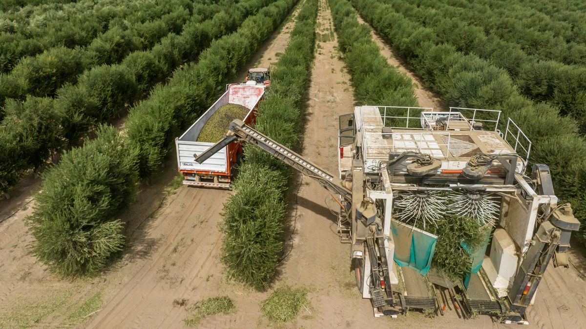 La olivicultura redobla su apuesta por la calidad para competir en el mundo