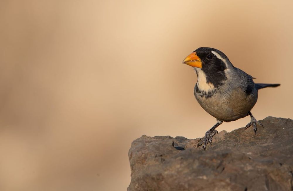 Tráfico de fauna silvestre: en 10 años rescataron más de 16.000 animales en Mendoza. | Foto: Instagram @cuyo.birding.3