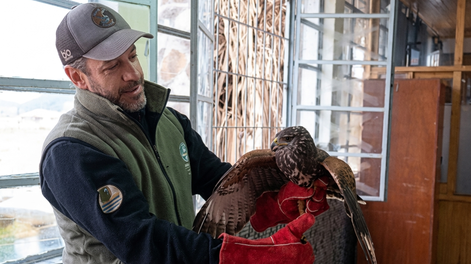 Un equipo técnico de la Dirección de Biodiversidad y Ecoparque rescató un gavilán mixto de una escuela de la Ciudad de Mendoza.