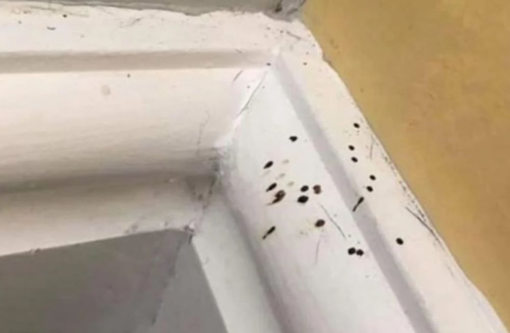 Publicó fotos de unas manchas en la pared y le dijeron que tuviera cuidado con lo que las estaba provocando