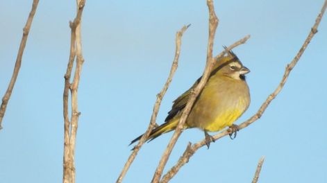Los Andes | Mendoza aportó tres parejas reproductoras, claves para salvar a una especie en peligro de extinción. Foto: Gentileza Instagram @mmariagustina__