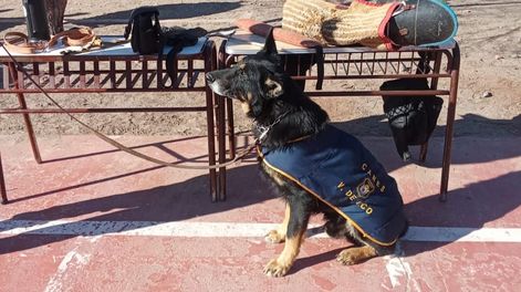 Sniper, el&nbsp; perro de la Policía del Valle de Uco. Gentileza Ministerio de Seguridad y Justicia.&nbsp;